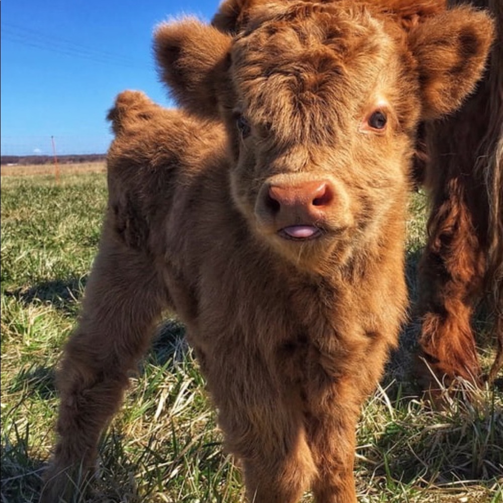 Meet your Posher, Leesa